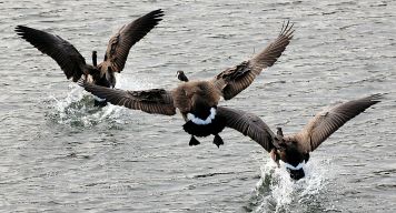 Water Landing